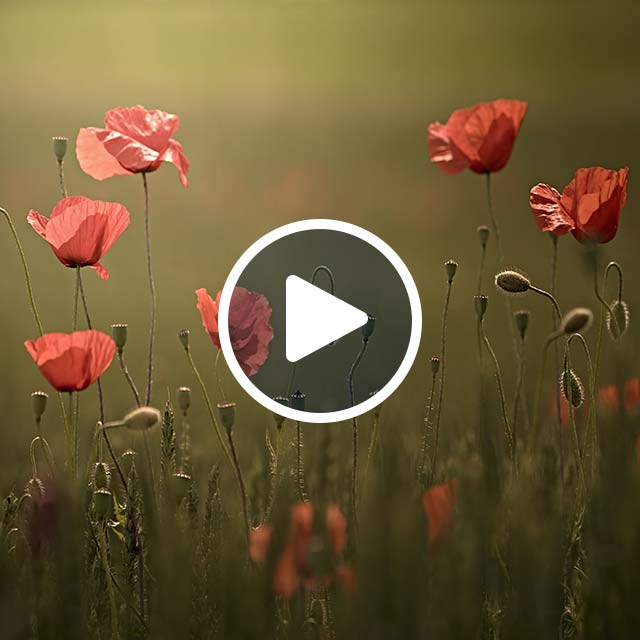 She picked the flowers